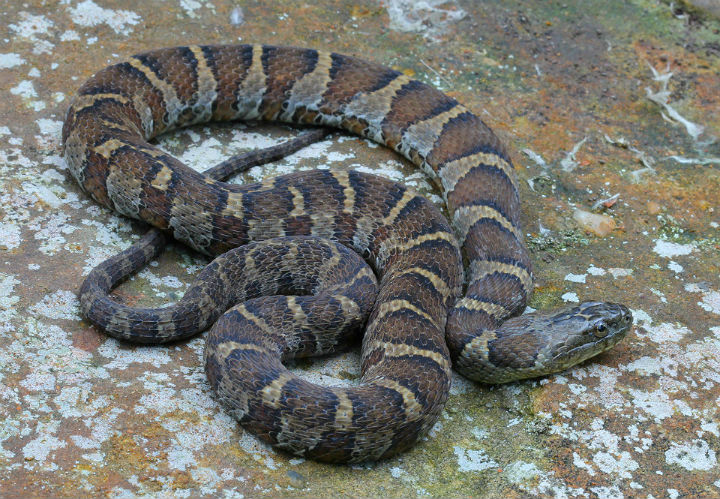 Northern Water Snake